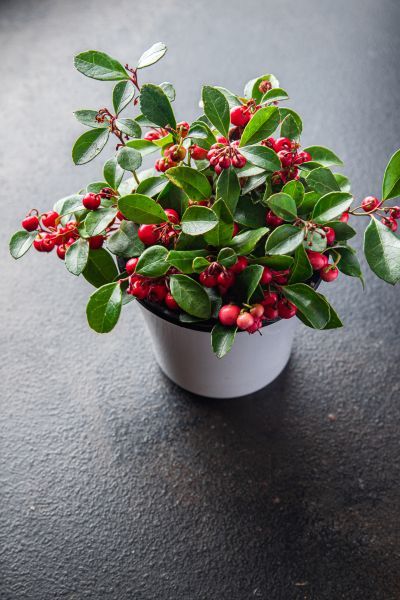 Golteria Gaultheria