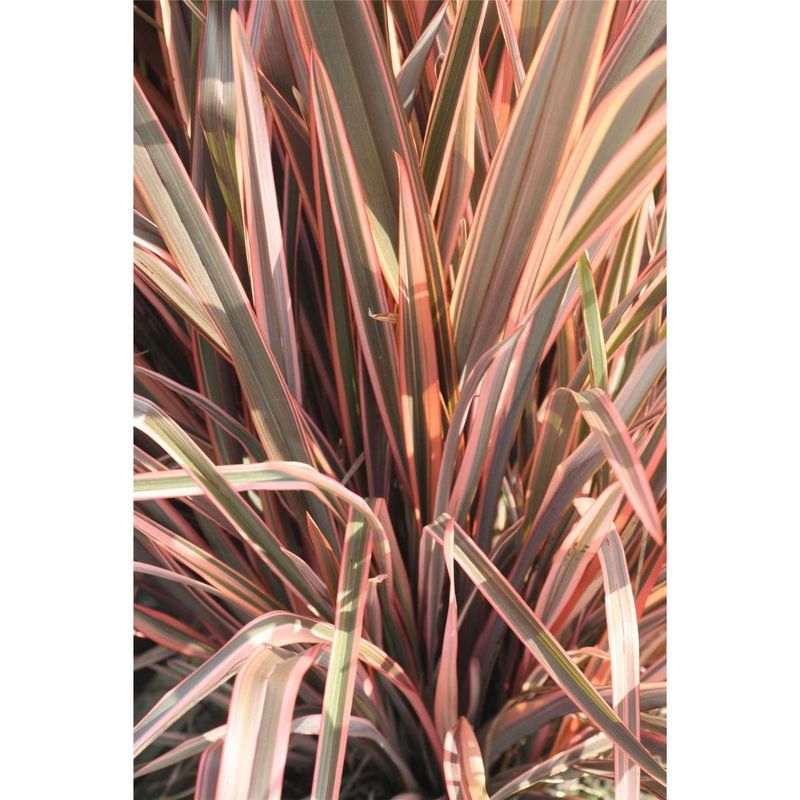 Len nowozelandzki &#39;Rainbow Queen&#39; Phormium
