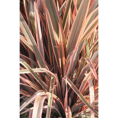 Len nowozelandzki &#39;Rainbow Queen&#39; Phormium