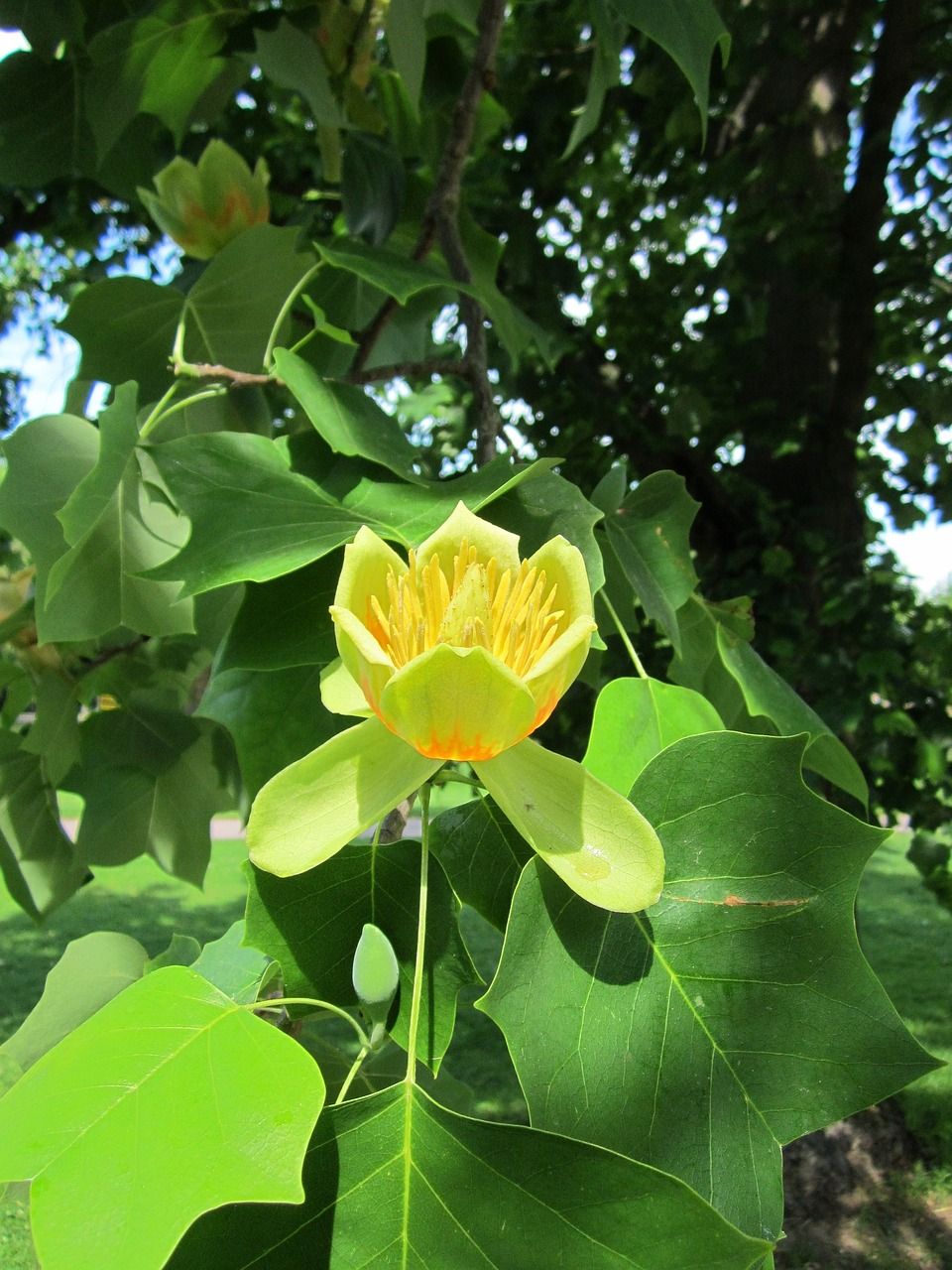 Tulipanowiec amerykański Liriodendron tulipifera