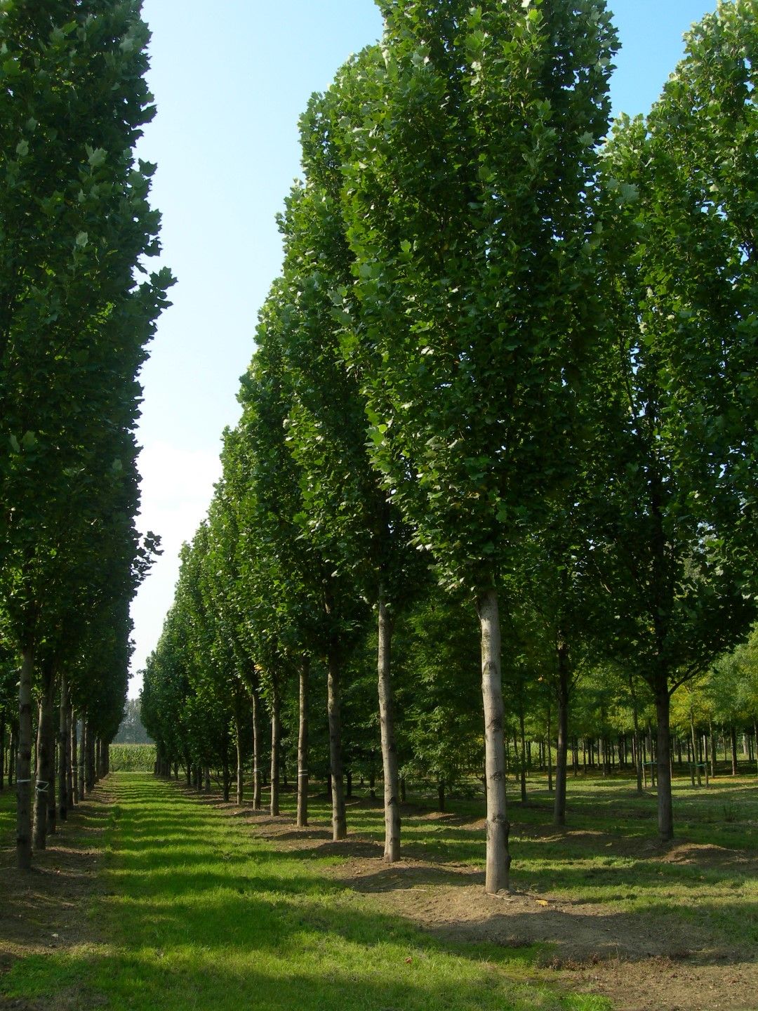 Tulipanowiec amerykański  &#39;Fastigiatum&#39; Liriodendron tulipifera