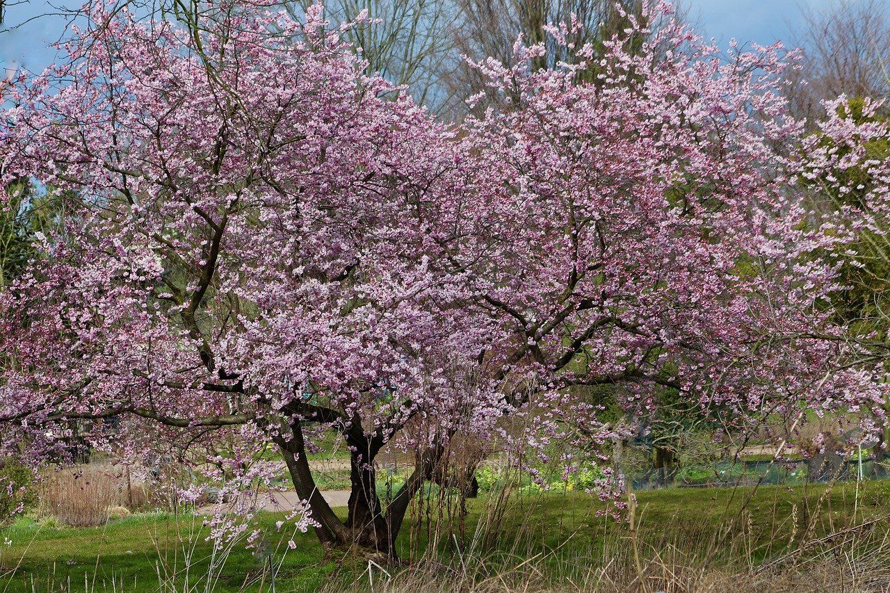 Wiśnia nippońska na pniu &#39;Ruby&#39; Prunus nipponica
