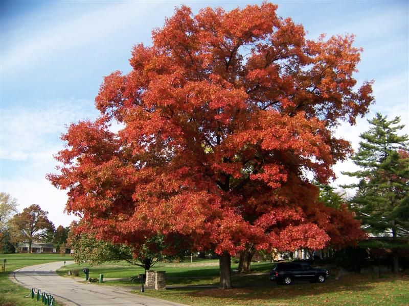 Dąb czerwony Quercus rubra