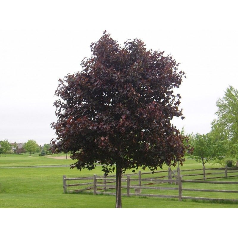 Klon kolumnowy &#39;Crimson King&#39; Acer platanoides