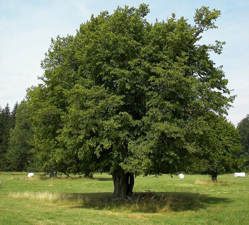 Grab pospolity Carpinus betulus
