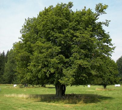 Grab pospolity Carpinus betulus
