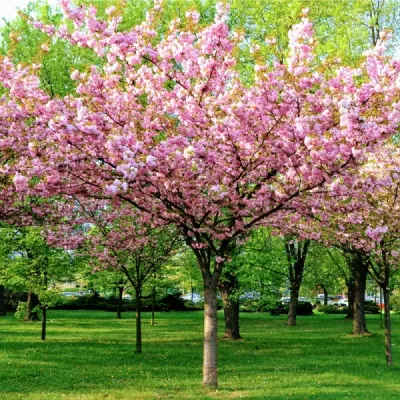 Migdałek trójklapowy na pniu Prunus triloba