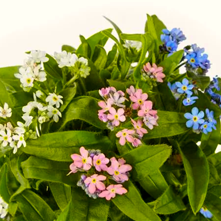 Niezapominajka &#39;My Friend Trio White-Blue-Rosso&#39; Myosotis sylvatica