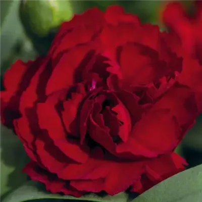 Goździk &#39;Sweet Pleasure® Dark Red&#39; Dianthus hybrida
