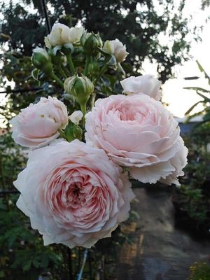 Róża rabatowa Parfuma® &#39;Herzogin Christiana&#39;® Rosa