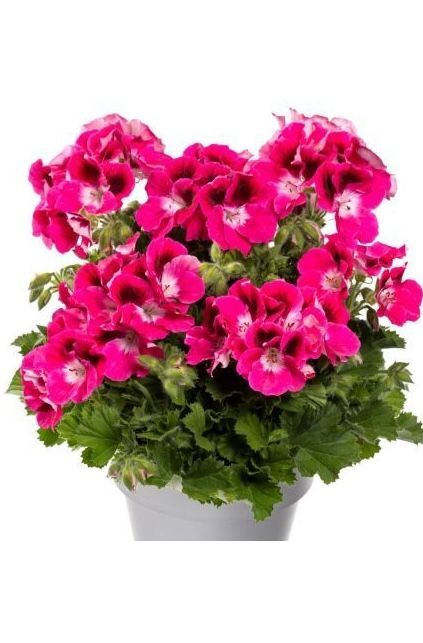 Pelargonia królewska angielska magenta Pelargonium grandiflorum
