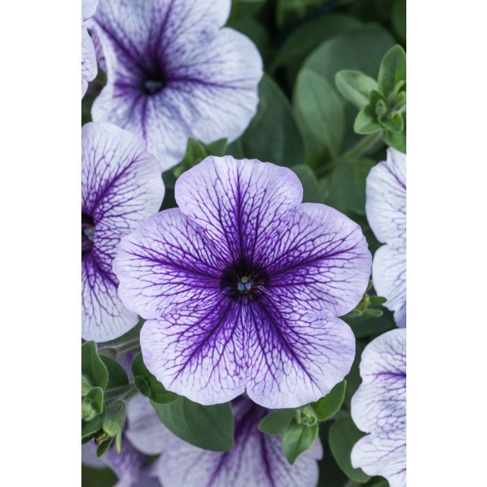 Supertunia &#39;Designer Blueberry Burst&#39; Petunia hybrida