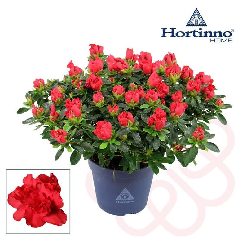 Azalia Hortinno® &#39;Yankadi Scarlata&#39; Azalea