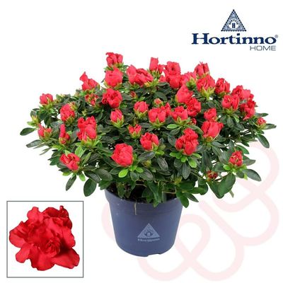 Azalia Hortinno® &#39;Yankadi Scarlata&#39; Azalea