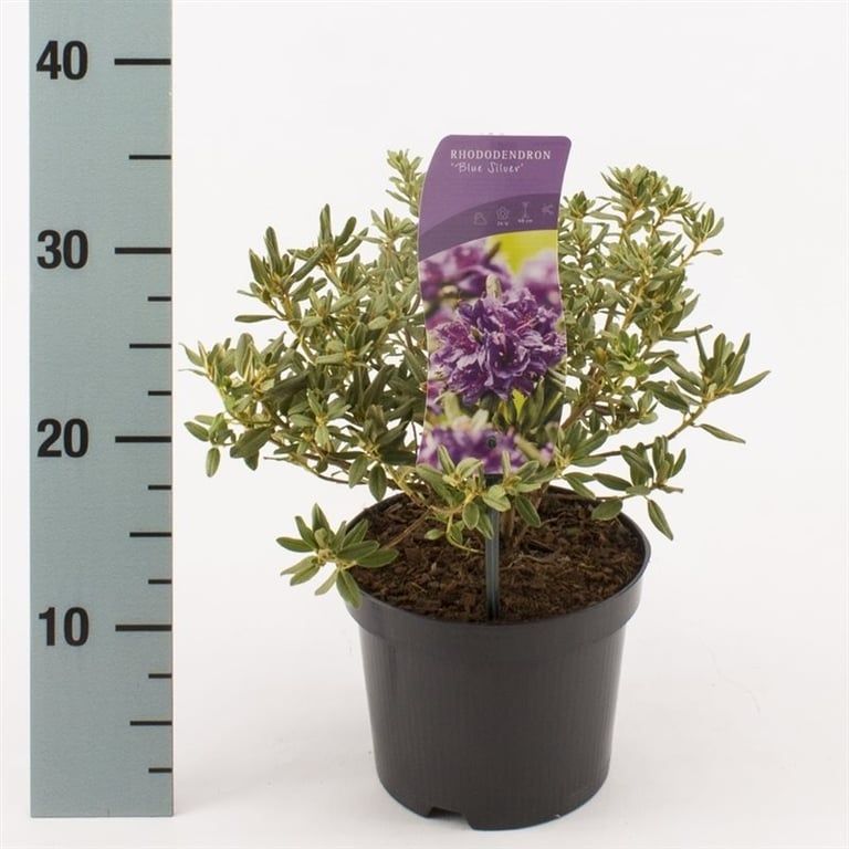 Różanecznik Rododendron &#39;Blue Silver&#39; Rhododendron