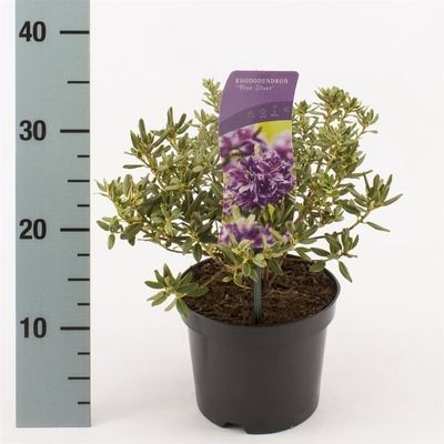 Różanecznik Rododendron &#39;Blue Silver&#39; Rhododendron