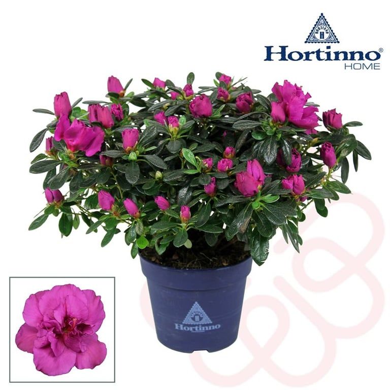 Azalia Hortinno® &#39;Lady Violet&#39; Azalea