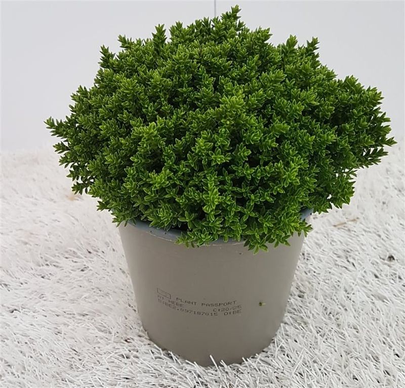 Hebe &#39;Emerald Green Globe&#39;