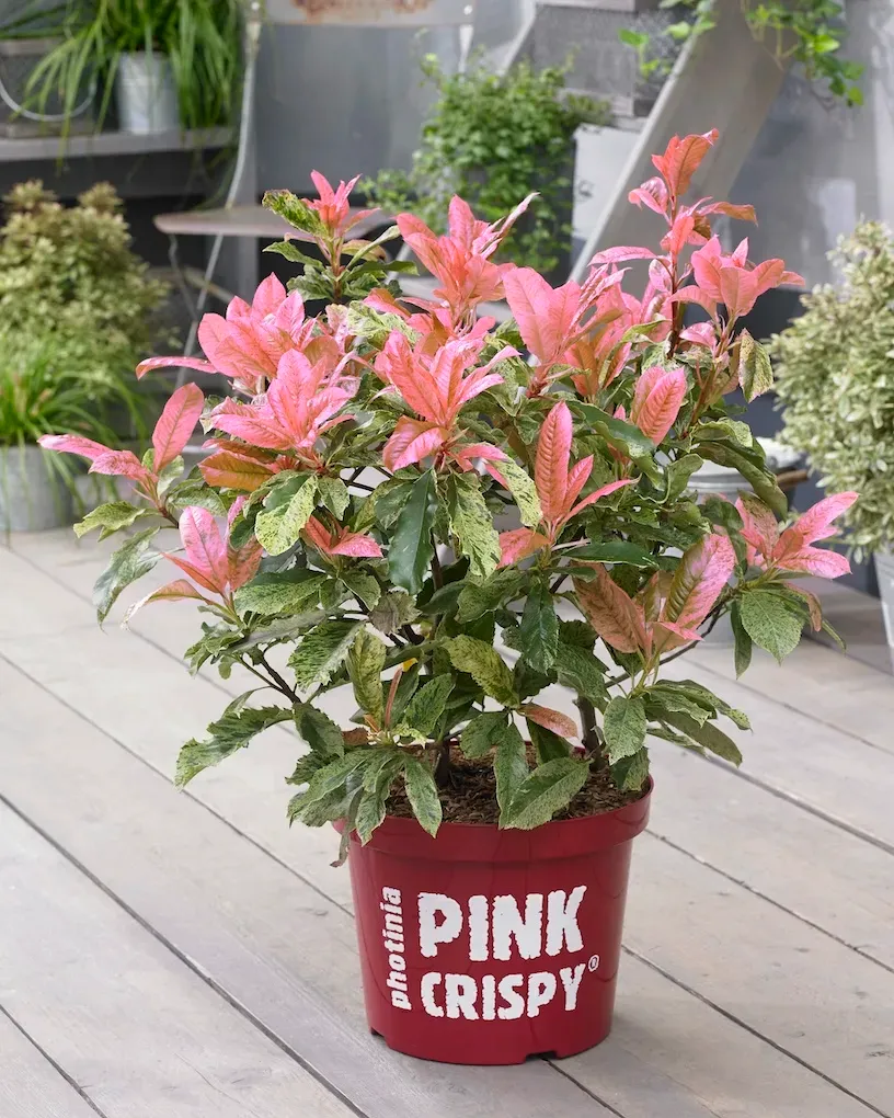 Głogownik &#39;Pink Crispy&#39;® Photinia serratifolia