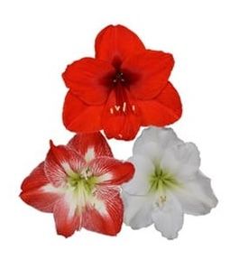 Amarylis Zwartnica 2 cebulki mix Hippeastrum