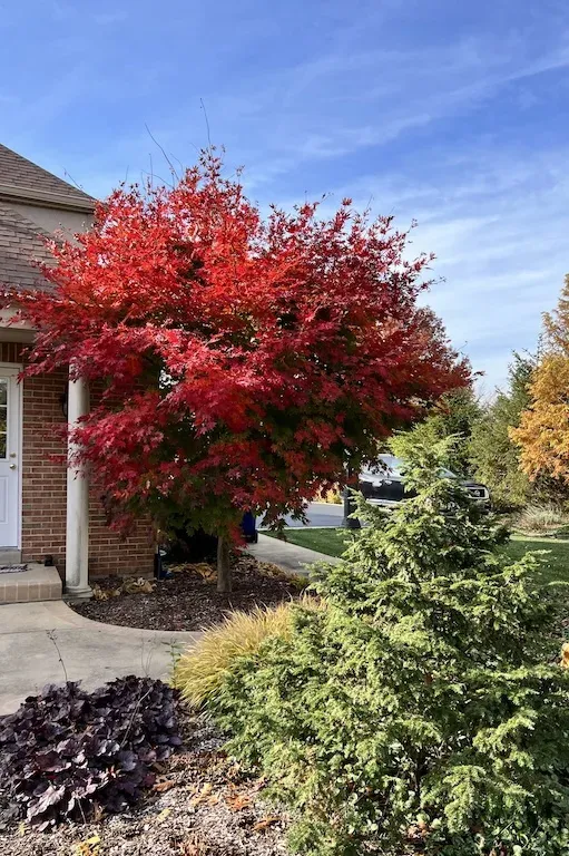 Klon ussuryjski Jack Frost® &#39;North Wind&#39; Acer pseudosieboldianum