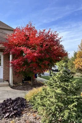 Klon ussuryjski Jack Frost® &#39;North Wind&#39; Acer pseudosieboldianum