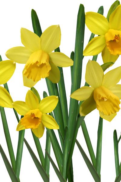 Żonkil mix kolorów Narcissus