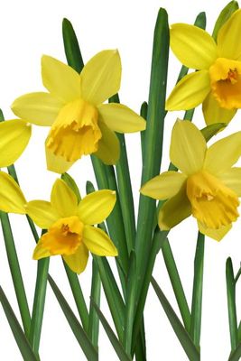 Żonkil 'Lucky Number' Narcissus