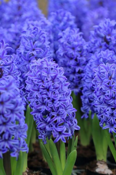 Hiacynt mix kolorów Hyacinthus