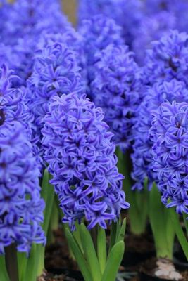 Hiacynt mix kolorów Hyacinthus