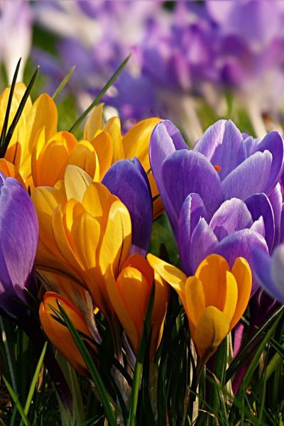 Krokus mix kolorów Crocus