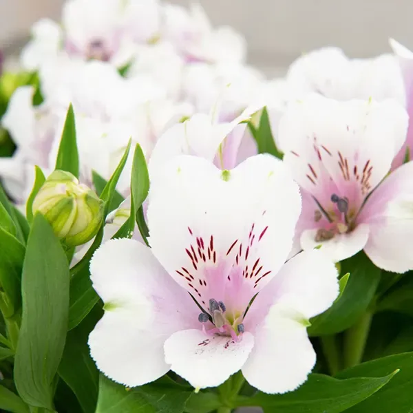 Alstroemeria &#39;Moonlight &#39; Alstroemeria hybrida