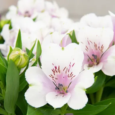 Alstroemeria &#39;Moonlight &#39; Alstroemeria hybrida