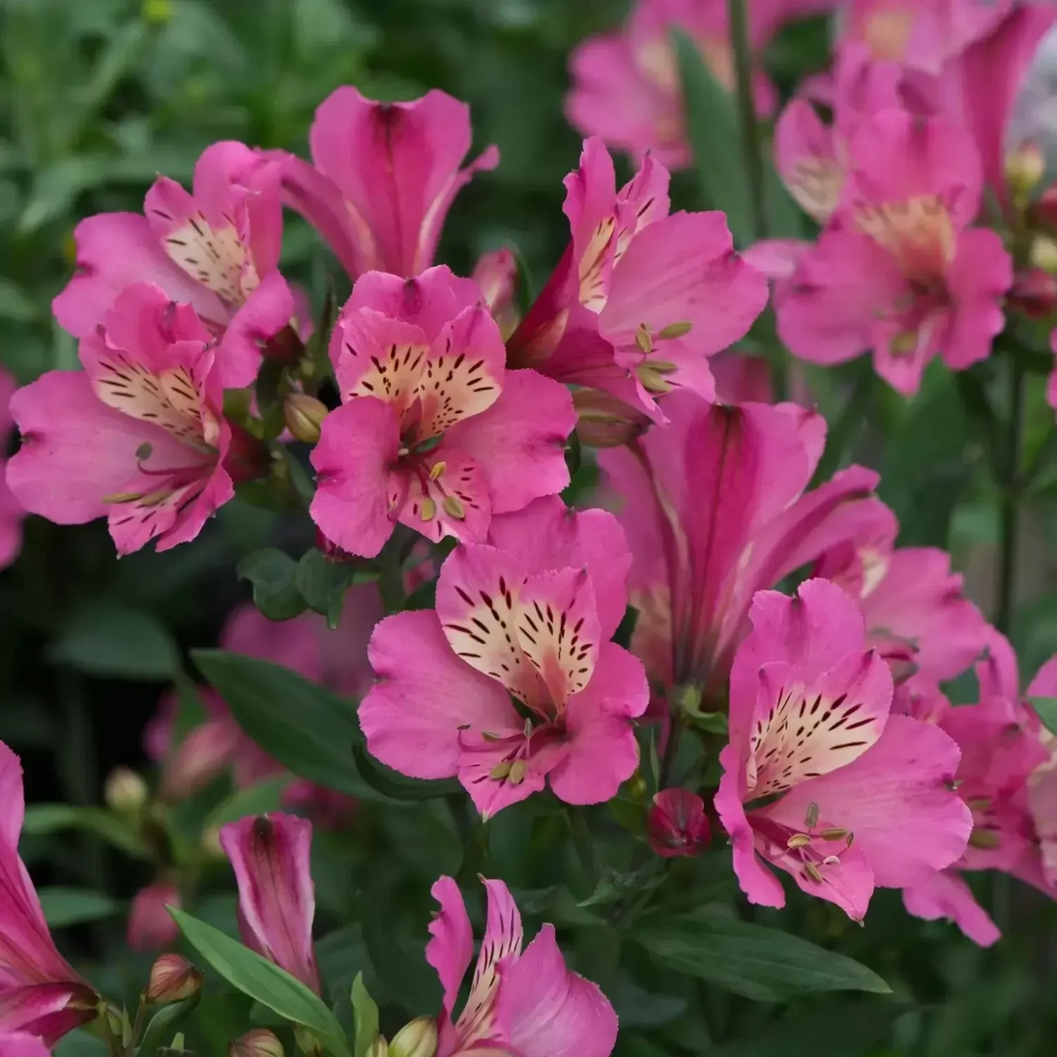 Alstroemeria &#39;Summer Saint&#39; Alstroemeria hybrida