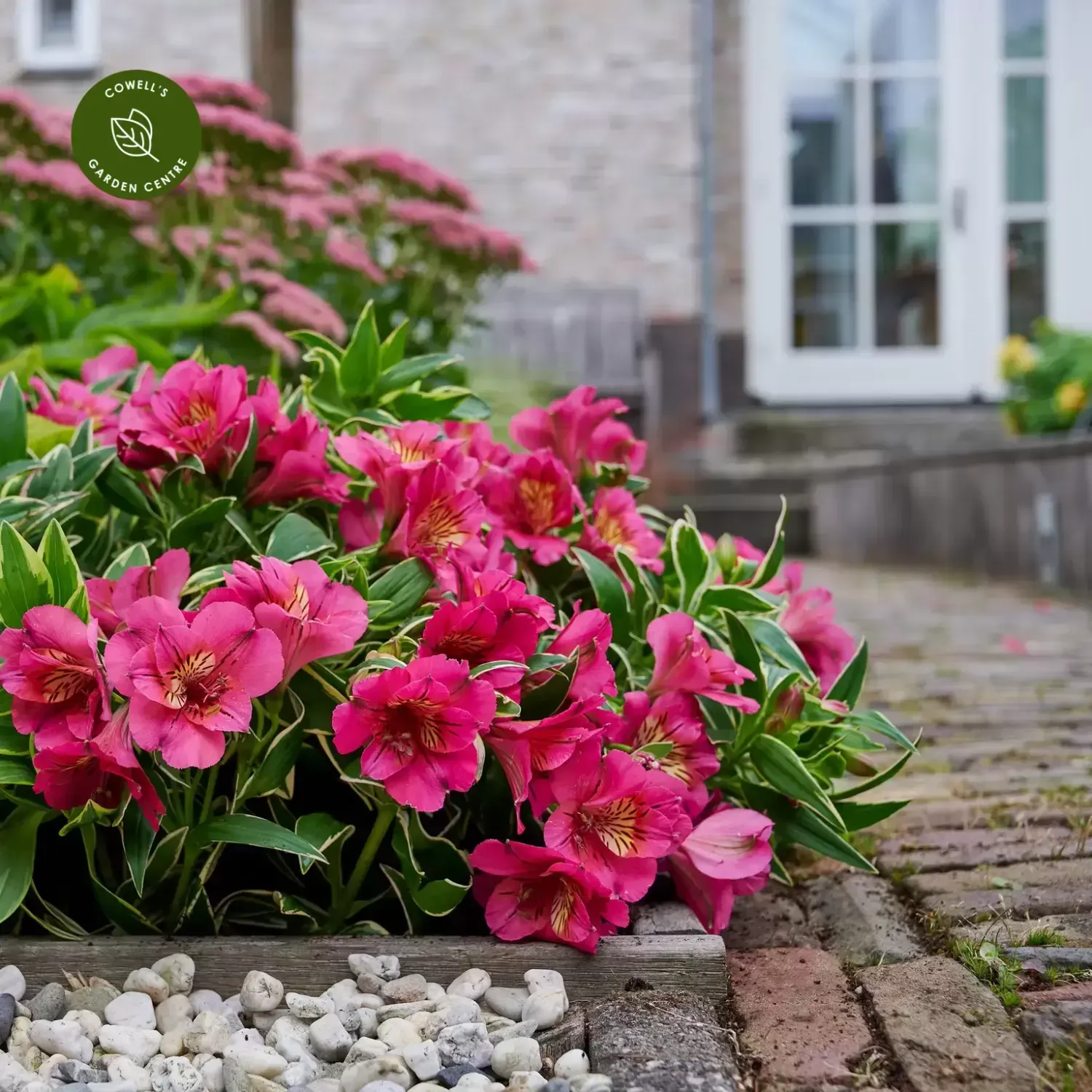 Alstroemeria &#39;River Valley Tessumriver®&#39; Alstroemeria hybrida