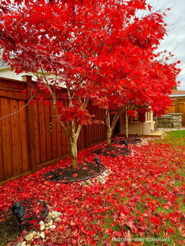 Klon palmowy &#39;Fireglow&#39; Acer palmatum