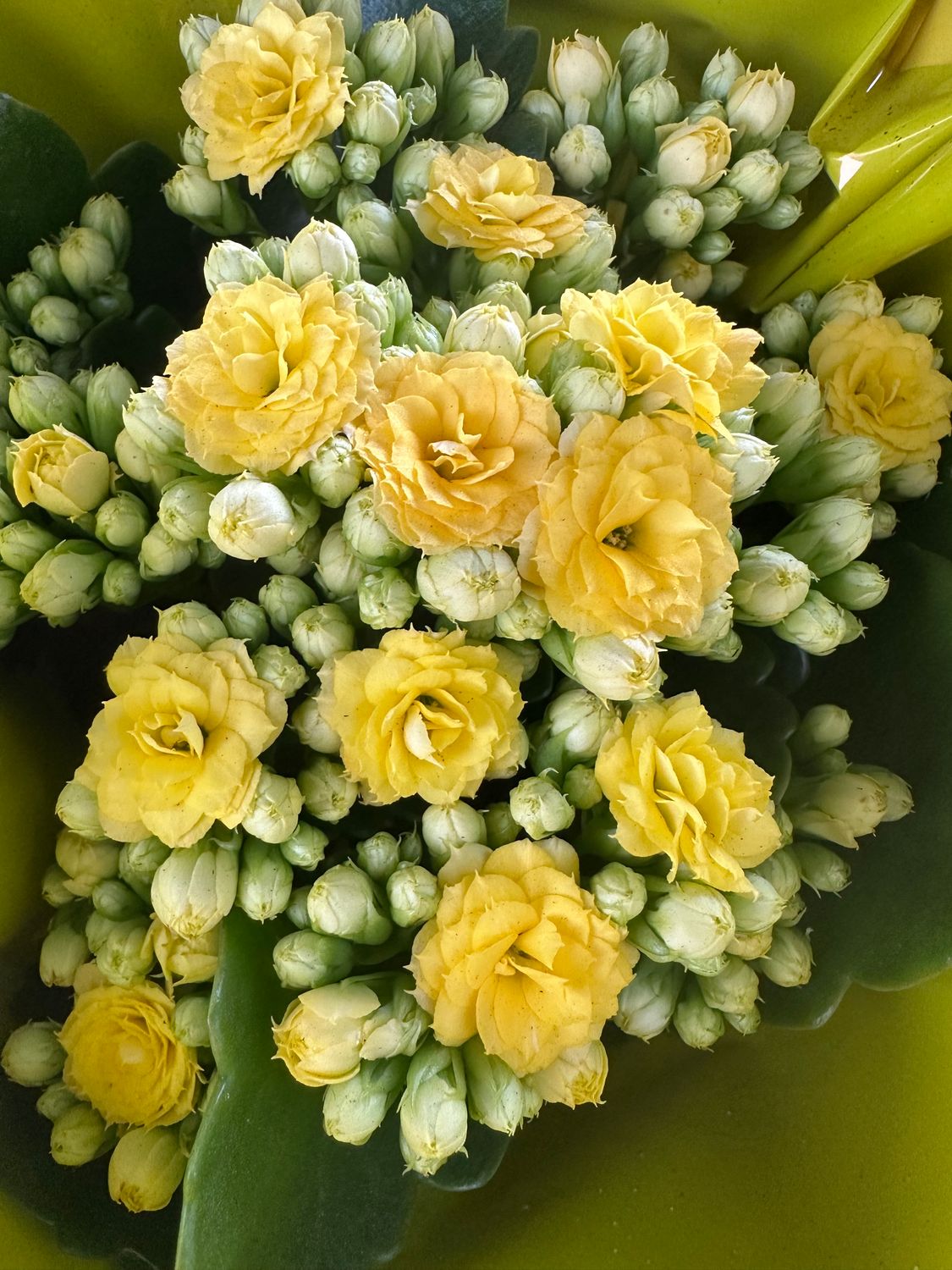Kalanchoe Żyworódka &#39;Calandiva yellow&#39; Calanchoe
