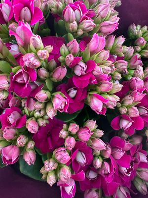 Kalanchoe Żyworódka &#39;Calandiva Purple&#39; Calanchoe
