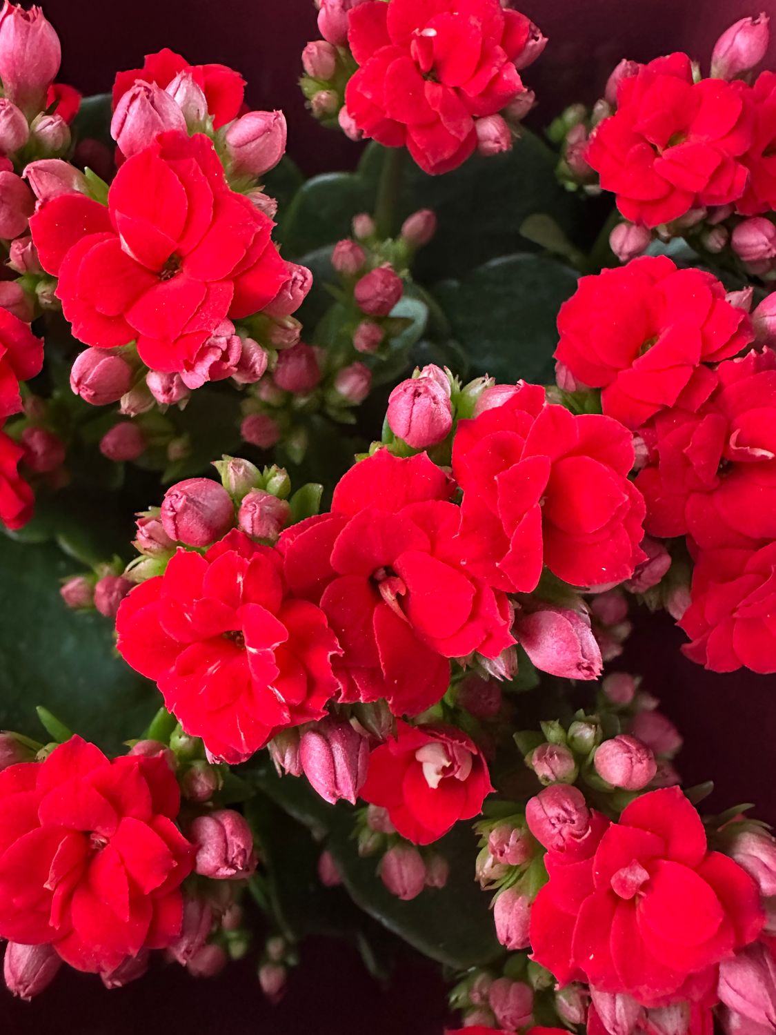 Kalanchoe Żyworódka &#39;Calandiva Red&#39; Calanchoe
