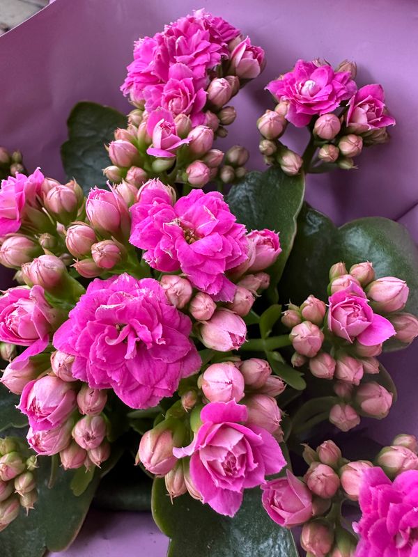 Kalanchoe Żyworódka &#39;Calandiva Pink&#39; Calanchoe