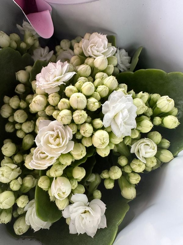 Kalanchoe Żyworódka &#39;Calandiva White&#39; Calanchoe