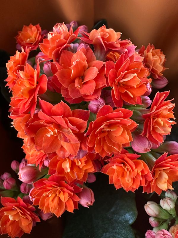Kalanchoe Żyworódka &#39;Calandiva Orange&#39; Calanchoe