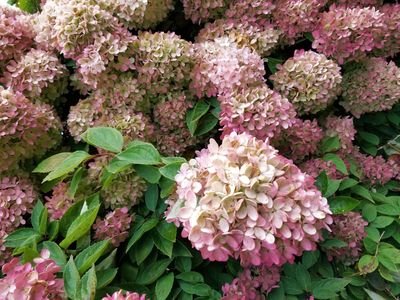 Hortensja bukietowa na pniu &#39;Pink Lady&#39; Hydrangea paniculata