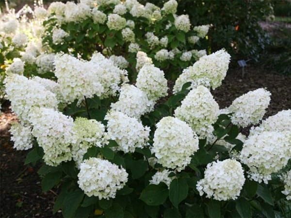 Hortensja bukietowa na pniu &#39;Silver dollar&#39; Hydrangea paniculata