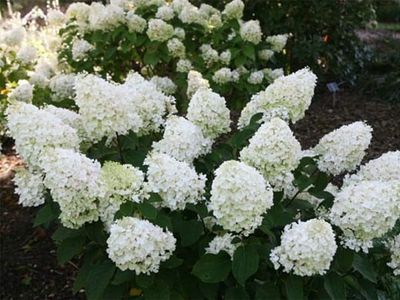 Hortensja bukietowa na pniu &#39;Silver dollar&#39; Hydrangea paniculata