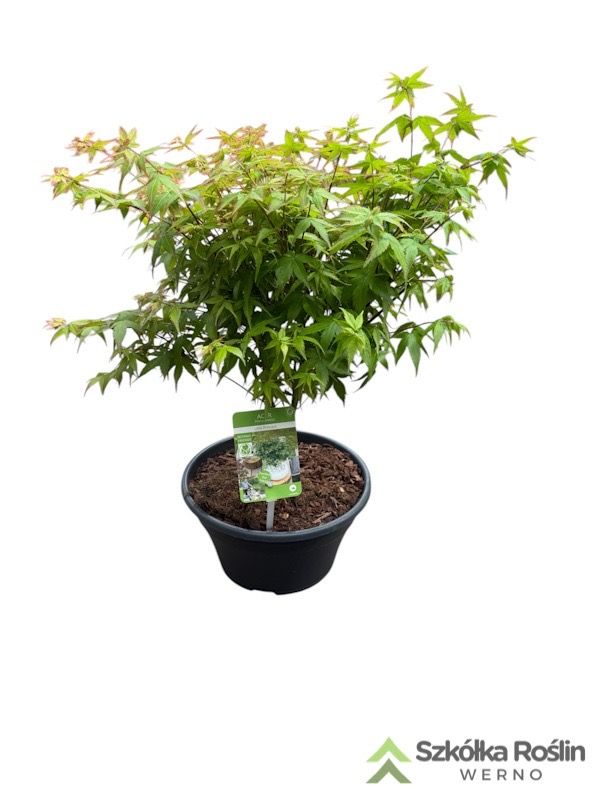 Klon japoński &#39;Little Princess&#39; Bonsai Acer palmatum