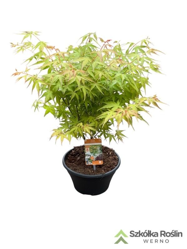 Klon japoński &#39;Katsura&#39; Bonsai Acer palmatum