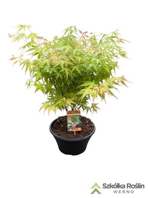 Klon japoński &#39;Katsura&#39; Bonsai Acer palmatum