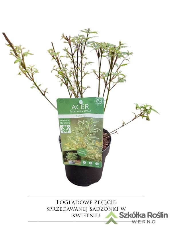 Klon palmowy &#39;Butterfly&#39; Acer palmatum