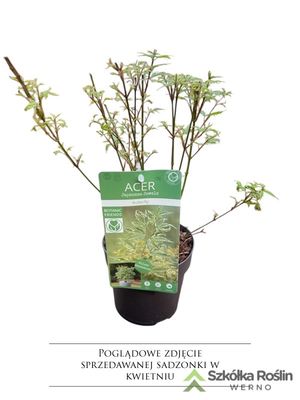 Klon palmowy &#39;Butterfly&#39; Acer palmatum